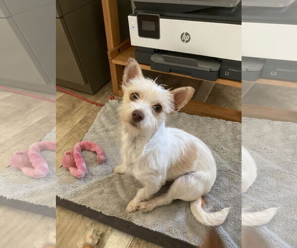 Medium Photo #5 Cairn Terrier-Unknown Mix Puppy For Sale in San Diego, CA, USA