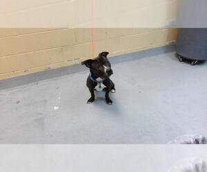 Mutt Dogs for adoption in Tulsa, OK, USA