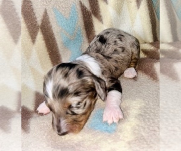 Medium Photo #1 Dachshund Puppy For Sale in LAWRENCEBURG, TN, USA
