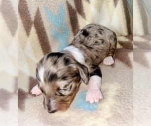 Dachshund Puppy for sale in LAWRENCEBURG, TN, USA