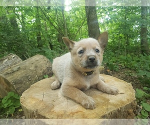 Australian Cattle Dog Puppy for sale in MONROVIA, IN, USA