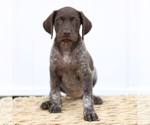 German Shorthaired Pointer Puppy for sale in COATESVILLE, PA, USA