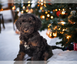 Aussiedoodle-Poodle (Standard) Mix Puppy for sale in MILLVILLE, MN, USA
