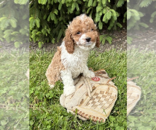 Medium Photo #2 Cavapoo (Miniature) Puppy For Sale in MIDDLEBURY, IN, USA