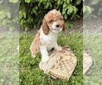 Small #1 Cavapoo (Miniature)