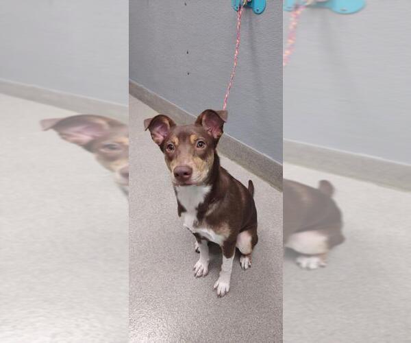 Medium Photo #1 Australian Kelpie-Unknown Mix Puppy For Sale in Las Vegas, NV, USA