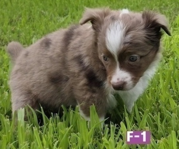 Medium Photo #4 Miniature Australian Shepherd Puppy For Sale in EVERTON, MO, USA