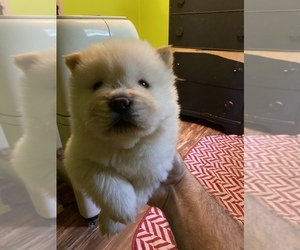 Chow Chow Puppy for sale in MANNINGTON, WV, USA