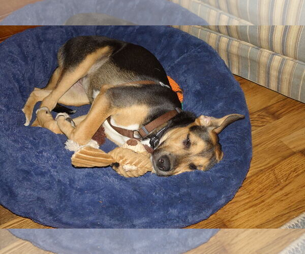 Medium Photo #3 Beagle-Unknown Mix Puppy For Sale in Doylestown, PA, USA