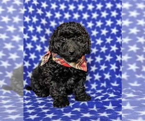 Goldendoodle-Poodle (Toy) Mix Puppy for sale in QUARRYVILLE, PA, USA