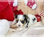 Small #6 Morkie