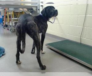 Boxer-Unknown Mix Dogs for adoption in Denver, CO, USA