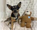 *KARA - Female Chihuahua-Unknown Mix Dog for Adoption - Small photo