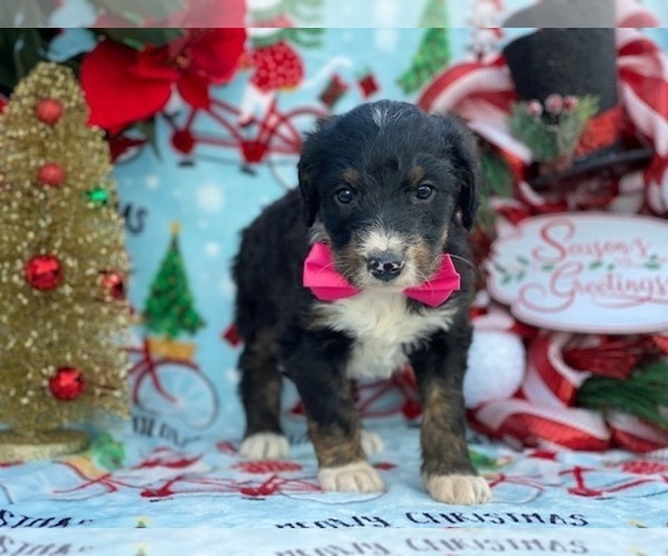 Medium Photo #2 Greater Swiss Mountain Dog-Poodle (Standard) Mix Puppy For Sale in LANCASTER, PA, USA