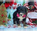 Small #1 Greater Swiss Mountain Dog-Poodle (Standard) Mix