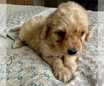 Small Photo #32 Goldendoodle (Miniature) Puppy For Sale in PENSACOLA, FL, USA