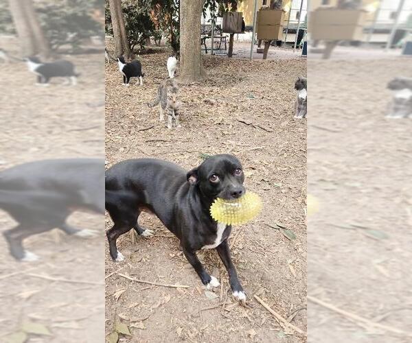 Medium Photo #6 Mutt Puppy For Sale in Parlier, CA, USA