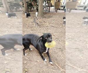 Little Black Dog - Male Mutt Dog for Adoption - Photo #6