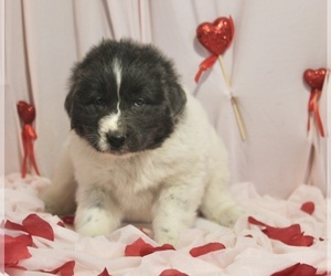 Newfoundland Puppy for sale in FREDERICKSBURG, OH, USA
