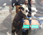 Small #2 American Pit Bull Terrier-American Staffordshire Terrier Mix