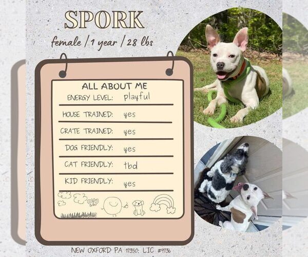 Medium Photo #1 American Bulldog-Unknown Mix Puppy For Sale in New Oxford , PA, USA