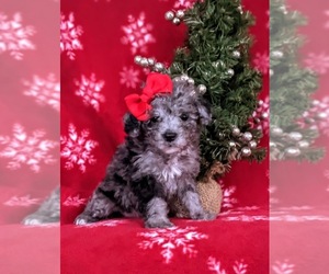 Poodle (Toy) Puppy for sale in LINCOLN UNIVERSITY, PA, USA