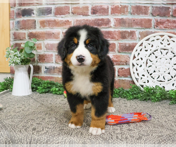 Medium Photo #1 Bernese Mountain Dog Puppy For Sale in SYRACUSE, IN, USA