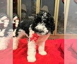 Small Photo #6 Poodle (Standard) Puppy For Sale in MIDDLETOWN, OH, USA