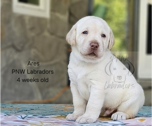 Labrador Retriever Litter for sale in ROGUE RIVER, OR, USA