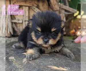 Pomeranian Puppy for Sale in COMER, Georgia USA