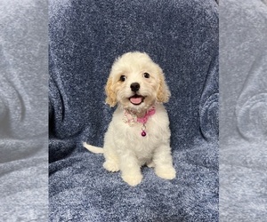 Cavapoo Puppy for sale in JEFFERSONVILLE, IN, USA