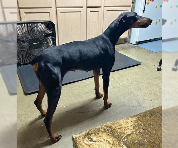 Medium Photo #5 Doberman Pinscher Puppy For Sale in Omaha, NE, USA