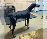 Small #4 Doberman Pinscher