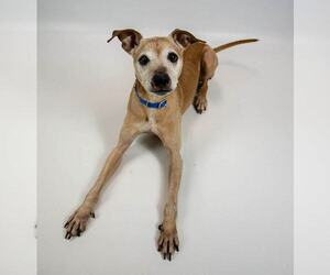 Meeko - Male Greyhound-Jack Russell Terrier Mix Dog for Adoption - Photo #3