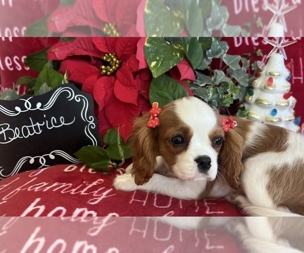Medium Photo #6 Cavalier King Charles Spaniel Puppy For Sale in ABILENE, TX, USA