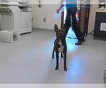 Small American Pit Bull Terrier Mix
