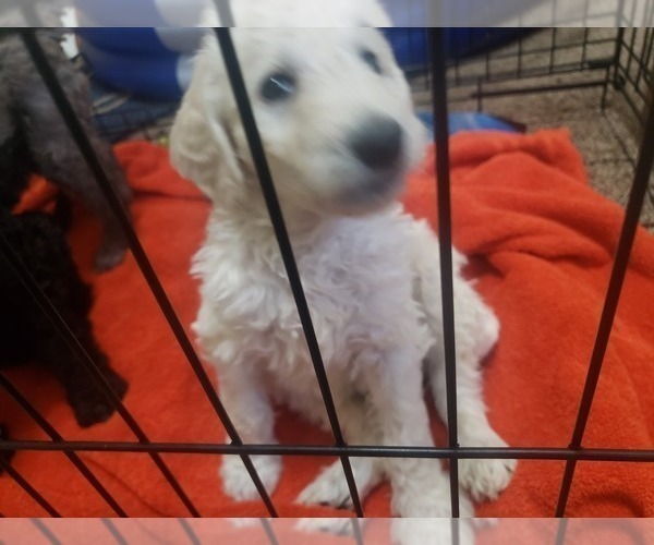 Medium Photo #10 Labradoodle Puppy For Sale in SAN ANTONIO, TX, USA
