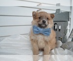 Small Photo #3 Pomeranian Puppy For Sale in HONEY BROOK, PA, USA