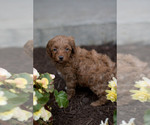 Small Photo #7 Goldendoodle (Miniature) Puppy For Sale in DENVER, PA, USA