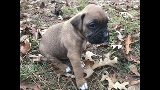 Boxer Puppy for sale in THOMASVILLE, GA, USA