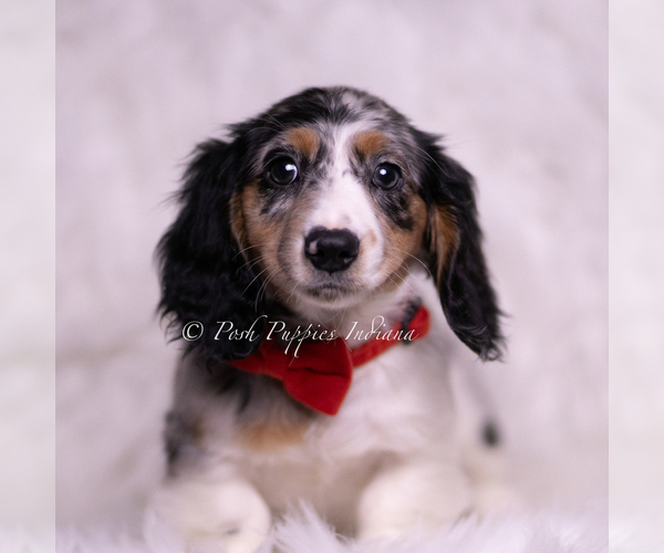 Medium Photo #75 Dachshund Puppy For Sale in WARSAW, IN, USA