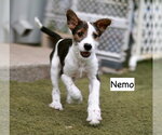 Small Mutt