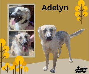 Australian Shepherd Dogs for adoption in Lindsay, CA, USA