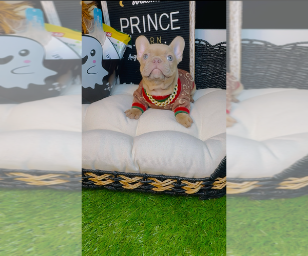 Medium Photo #5 French Bulldog Puppy For Sale in ATHENS, GA, USA