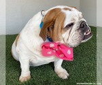 Small #3 Bulldog Mix
