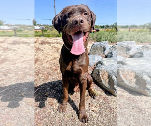 Medium Photo #2 Labrador Retriever-Unknown Mix Puppy For Sale in San Diego, CA, USA