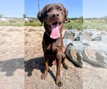 Small #1 Labrador Retriever Mix
