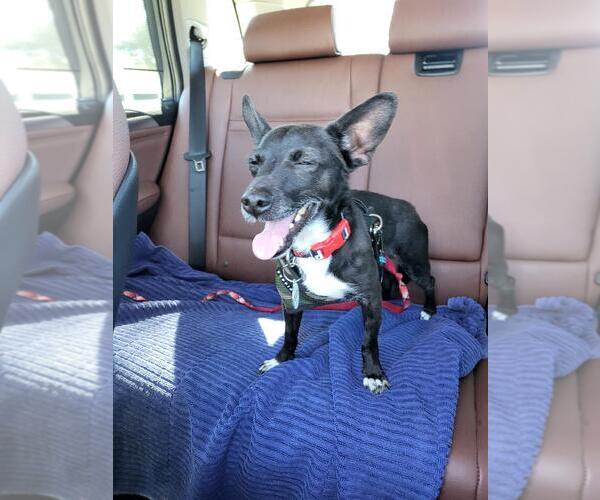 Medium Photo #6 Chihuahua-Unknown Mix Puppy For Sale in San Jose, CA, USA