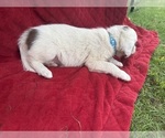 Small Photo #41 Borador Puppy For Sale in MARION, VA, USA