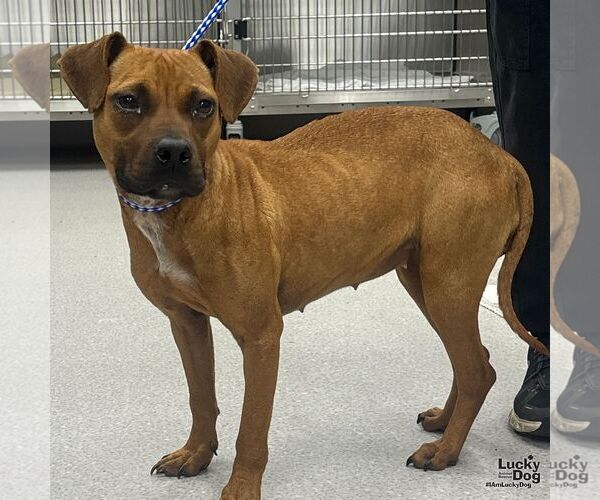 Medium Photo #4 Boxer-Unknown Mix Puppy For Sale in Washington, DC, USA